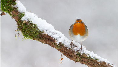 Photo of Circolazione atmosferica sull’Italia: l’analisi dell’inverno 2020/21