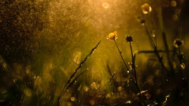 Photo of FESTA DELLA DONNA con PIOGGE e ACQUAZZONI. Ecco dove