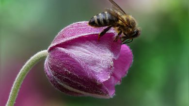 Photo of A Milano l’autostrada delle api al motto di “più verde e meno cemento”