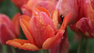 Photo of PASQUA e Pasquetta a RISCHIO PIOGGIA! Ecco dove