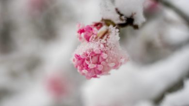 Photo of FREDDO in aumento, SOTTOZERO diverse città: ecco le più gelide