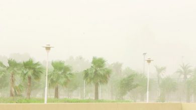 Photo of Penisola Araba tra LOCUSTE e CALDO ESTREMO! Non era mai successo a marzo [VIDEO]