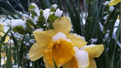 Photo of NEVE protagonista a poche ore dall’equinozio di PRIMAVERA! [FOTO e VIDEO]