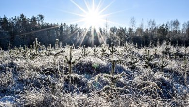 Photo of Ondata di FREDDO, si intravede la fine: ecco quando tornerà la PRIMAVERA