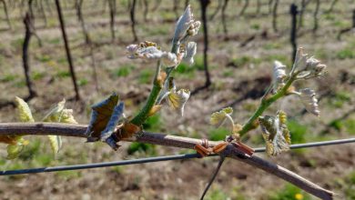 Photo of FREDDO e GELO fuori stagione, Coldiretti: «Dramma per le imprese agricole»