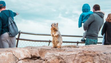 Photo of La natura fa bene anche alla nostra salute mentale: la ricerca