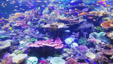 Photo of Riscaldamento globale, «equatore già troppo CALDO per la sopravvivenza di alcune specie»