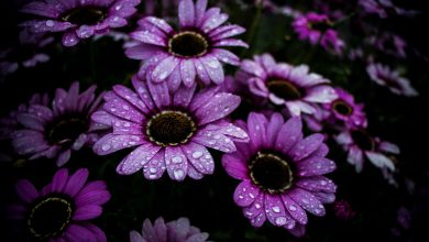 Photo of PASQUA e PASQUETTA: gli ultimi aggiornamenti e le zone a rischio PIOGGIA