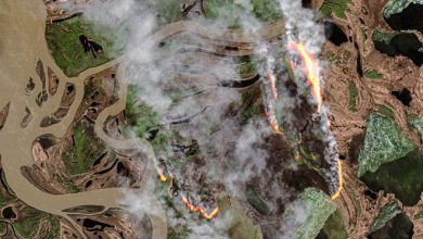 Photo of Gli INCENDI ZOMBIE diventeranno sempre più frequenti: le cose da sapere