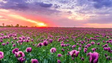 Photo of Aprile 2021, un mese in controtendenza per l’Italia: il più freddo degli ultimi 24 anni