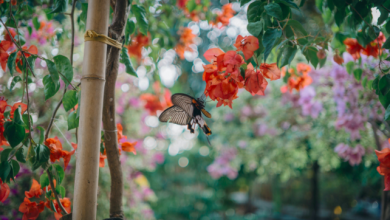 Photo of BIODIVERSITÀ: il fragilissimo valore che regge il pianeta