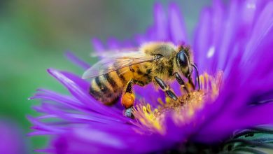Photo of Giornata Mondiale delle Api, Coldiretti: «In Italia 50 miliardi di api ridotte alla fame»