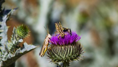 Photo of Le CAVALLETTE hanno invaso la SARDEGNA! Coldiretti: «Catastrofe biologica»