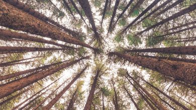 Photo of FORESTE, in 20 anni nel mondo si è rigenerata un’area grande quanto la Francia