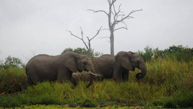 Photo of Ambientalisti in allarme: un enorme giacimento petrolifero tra Namibia e Botswana minaccia l’ecosistema