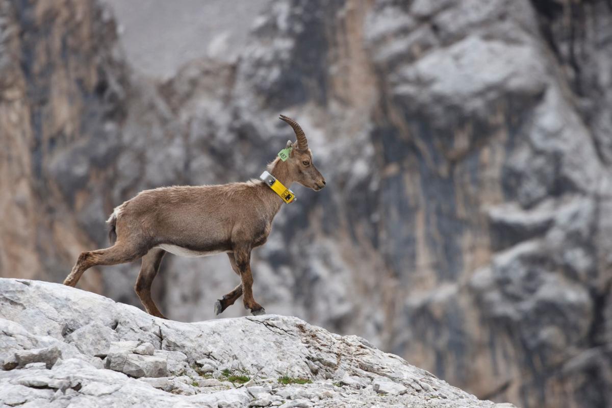 cambiamenti climatici alpi