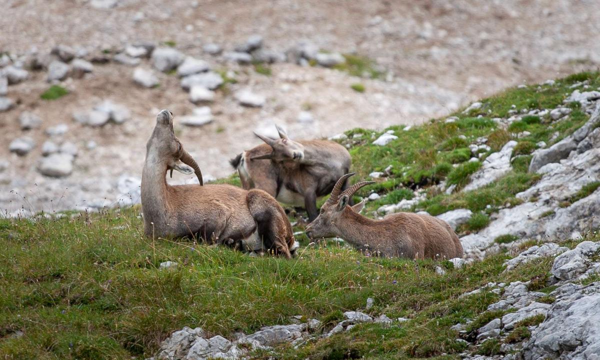 cambiamenti climatici alpi