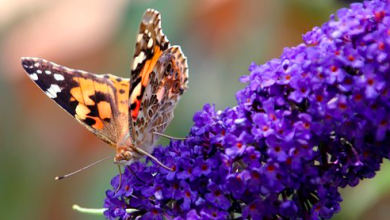 Photo of Che tempo farà domenica? La gestione dell’incertezza nella previsione meteorologica