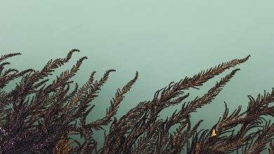 Photo of C’è una correlazione tra la sovrabbondanza di alghe e l’espansione degli allevamenti di pesce