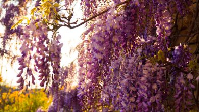 Photo of MAGGIO più caldo della media globalmente, ma con GRANDI DIFFERENZE a livello locale: i dati