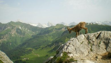 Photo of La crisi climatica minaccia gli stambecchi delle nostre Alpi: lo studio