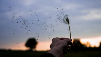 Photo of GIORNATA MONDIALE DEL VENTO, l’importanza dell’ENERGIA EOLICA