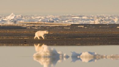 Photo of Artico, mesi estivi a rischio caldo anomalo: le proiezioni