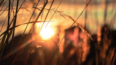 Photo of Meteo, CALDO in intensificazione: da venerdì punte di 35 GRADI