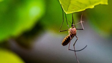 Photo of ZANZARE attive ANCHE IN INVERNO a causa della crisi climatica: un RISCHIO per la salute