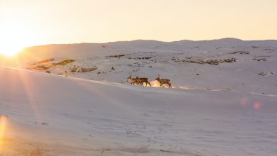 Photo of La Groenlandia ha vietato la ricerca di petrolio