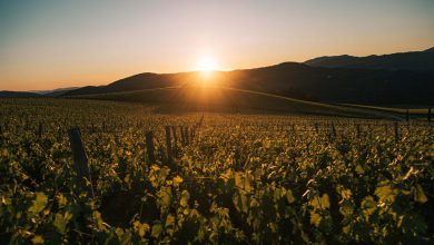 Photo of Caldo, al Sud NON SI RESPIRA: fino a 30°C anche di NOTTE! Ecco dove