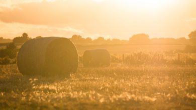 Photo of CALDO ESTREMO e FORTI TEMPORALI: ecco cosa ci aspetta nei prossimi giorni