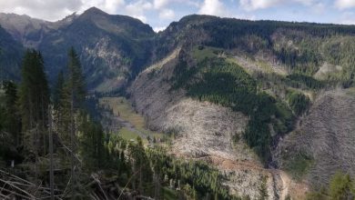 Photo of TEMPESTA VAIA, al via il programma per ridare vita a 10 ettari di bosco