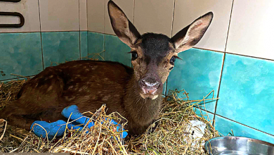 Photo of STRAGE di animali negli INCENDI: in due mesi ne sono morti più di 20 milioni