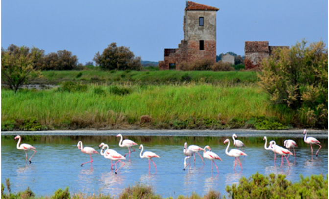 animali caccia