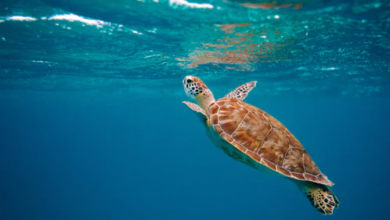 Photo of Tartarughe marine, in Italia mai così tanti nidi e mai così a nord: i dati di Legambiente