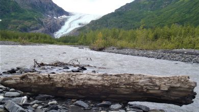 Photo of Alaska, dal GHIACCIAIO in ritirata emerge una FORESTA di 1300 anni fa
