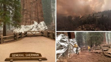 Photo of Incubo INCENDI in California: si teme per le SEQUOIE della Foresta dei Giganti