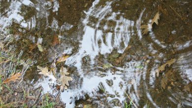 Photo of Da metà settimana torna la PIOGGIA, poi CALO delle TEMPERATURE: la tendenza meteo