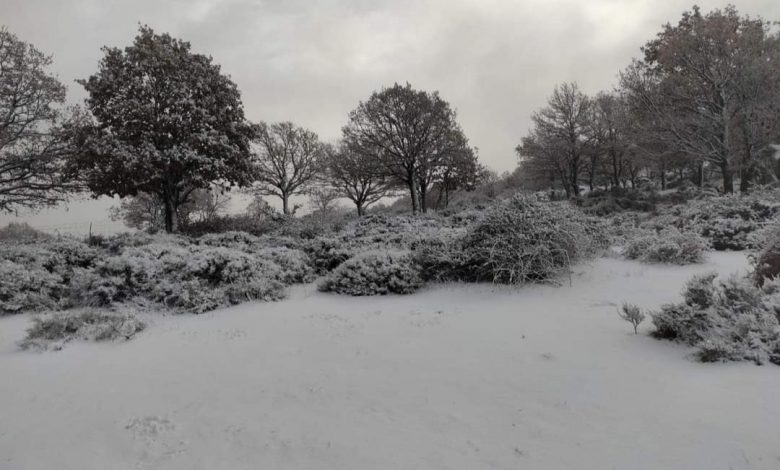 neve