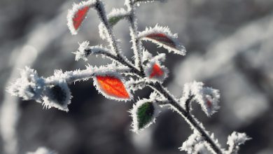 Photo of Irruzione ARTICA in vista: FREDDO, maltempo e brusco calo delle temperature