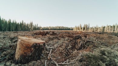 Photo of DEFORESTAZIONE, possibile un concreto cambio di rotta: le novità dalla COP26