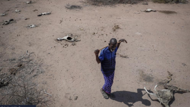 Photo of CALDO e SICCITÀ, è EMERGENZA in Africa: strage di animali, aumentano sfollati e violenze