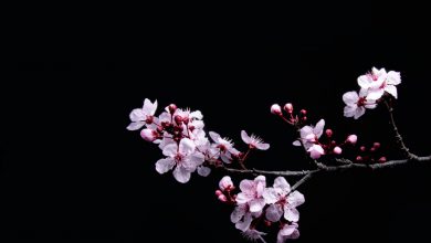 Photo of Il ciliegio di Liestal, sentinella del clima che cambia