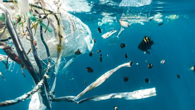 Photo of Stati Uniti, un diluvio di plastica: primo produttore di rifiuti al mondo. I dati