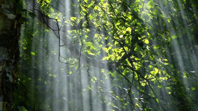 Photo of Le FORESTE TROPICALI possono rigenerarsi in soli 20 anni senza azione umana