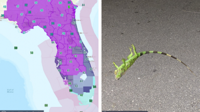 Photo of CICLONE BOMBA sugli USA: PIOVONO IGUANE in Florida, metropoli in tilt