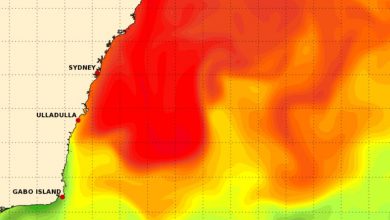 Photo of Estrema ondata di CALDO marina al largo di SYDNEY: ecosistema a rischio