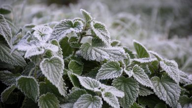 Photo of NEVE e GELO, Coldiretti: è ALLARME per verdure e ortaggi