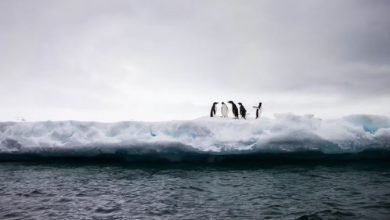 Photo of Antartide, nuovo record negativo per l’estensione del ghiaccio marino: i dati